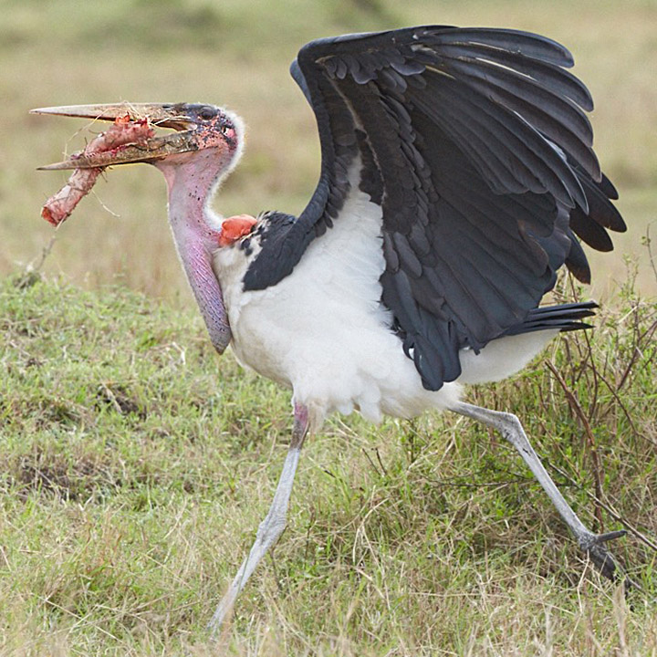 Marabou Stork 103